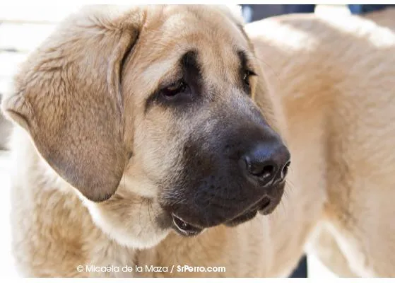 Cachorros o perros grandotes, adolescentes o senior: necesidades nutricionales a tener en cuenta
