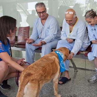Visitas perrunas para humanizar el hospital: dos labradores de Asociación …