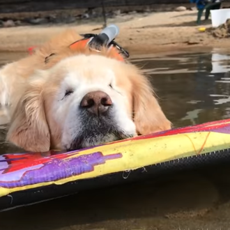Así cuidan a Smiley, el Golden Retriever ciego que transmite …