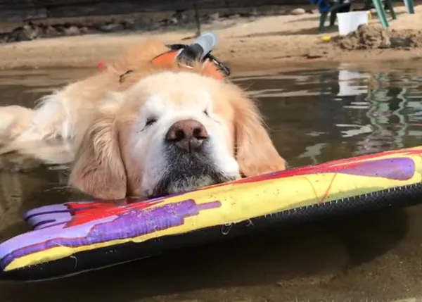 Así cuidan a Smiley, el Golden Retriever ciego que transmite ternura, tranquilidad y felicidad pese a estar enfermo