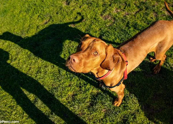 Propuestas clave de operadores jurídicos para la reforma del Código Penal en relación con el maltrato animal