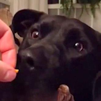 Las caras de los perros al despertar oliendo comida... ¡las …