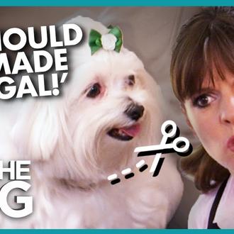 Dos Bichones ladradores y su dueña, que quería optar por …