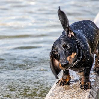 Campaña para apoyar la salud mental de los veterinarios y …