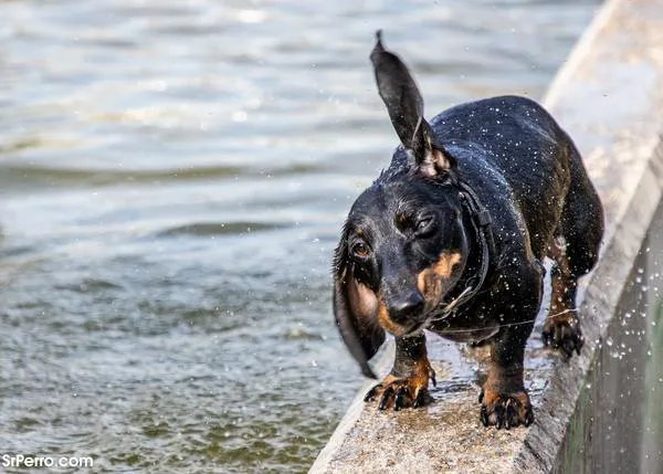 Campaña para apoyar la salud mental de los veterinarios y agradecer su labor #EarsToVets