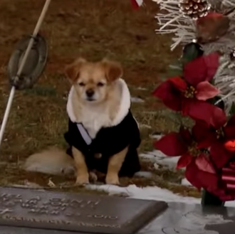 Dita, la chihuahua que no quiere separarse de la tumba …