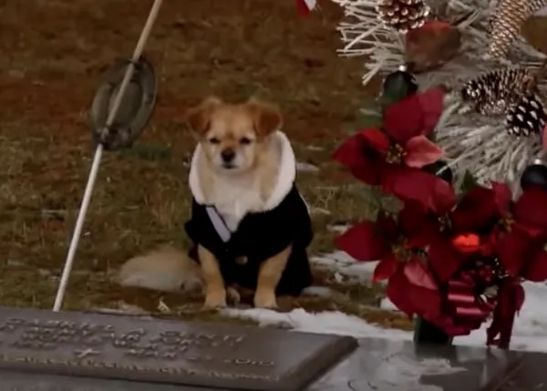 Dita, la chihuahua que no quiere separarse de la tumba de su humana favorita