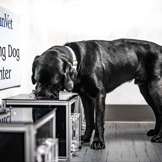 Los perros pueden detectar por el olor el hemangiosarcoma, un …