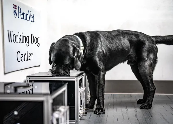 Los perros pueden detectar por el olor el hemangiosarcoma, un cáncer a veces llamado el