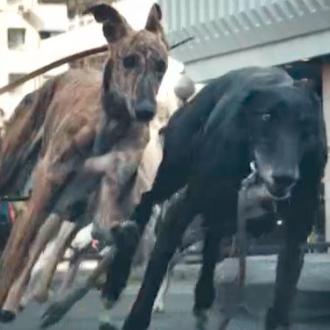 Los Galgos corren para Volskwagen