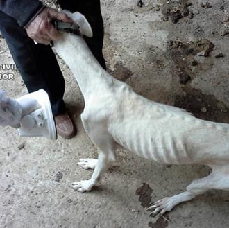 Las multas por maltrato animal del nuevo Código Penal hacen …