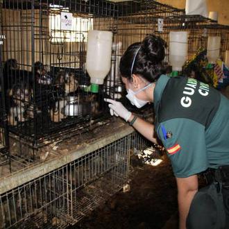 544 perros en condiciones deplorables, muchos en jaulas para conejos …