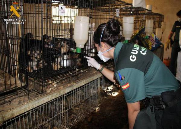 544 perros en condiciones deplorables, muchos en jaulas para conejos: la Guardia Civil descubre otro criadero del infierno