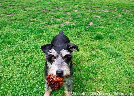Los canes y las vacaciones de verano: manual de instrucciones SrPerro