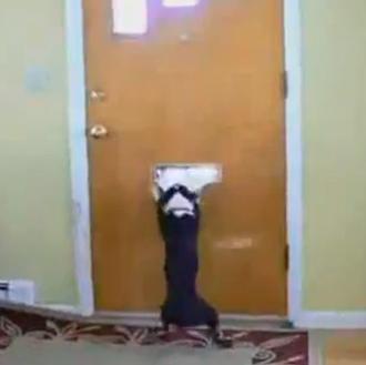 ¿Por qué se inventó el correo electrónico? Estos perros lo …
