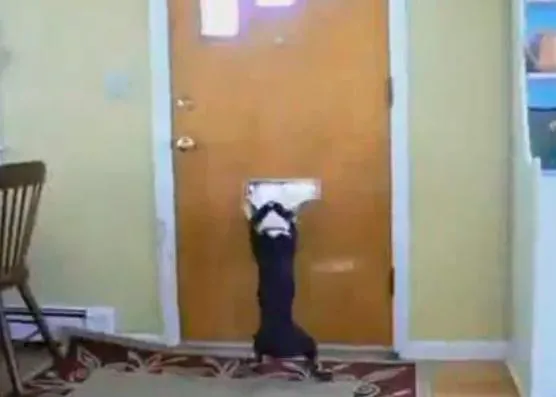 ¿Por qué se inventó el correo electrónico? Estos perros lo saben