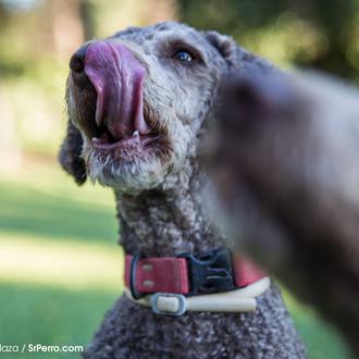 #lenguasfuera: versión... humanos pesados, pero tela de pesados