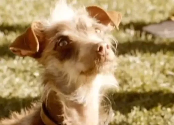 Perro bueno y perro muy bueno: un anuncio -descartado- que genera carcajadas