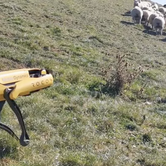 Perros para pastorear ovejas, ¿versión robótica?