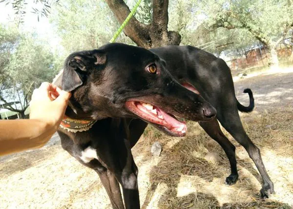 Tres personas entran a robar perros al refugio de Galgos del Sur