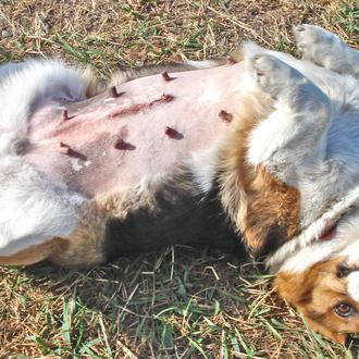 Cáncer de mama en perras: la esterilización y la detección …