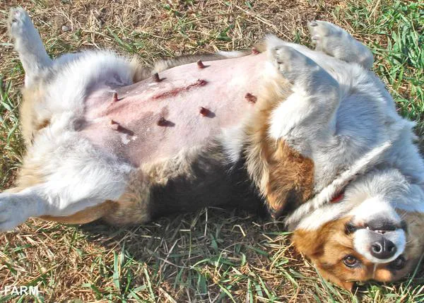 Cáncer de mama en perras: la esterilización y la detección temprana son clave