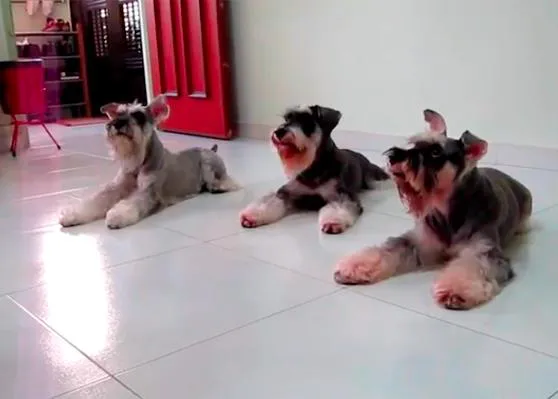 Un trío de Schnauzers sincronizados