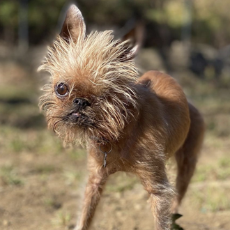 Bean, una perrita trípode y con solo un ojo que …