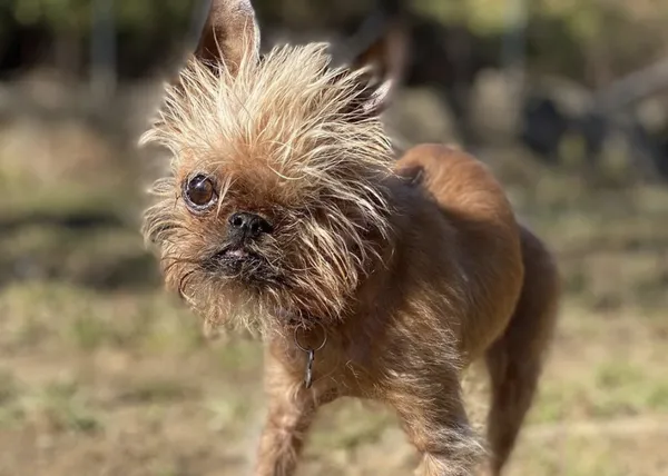 Bean, una perrita trípode y con solo un ojo que hace sonreír a todos los que la ven