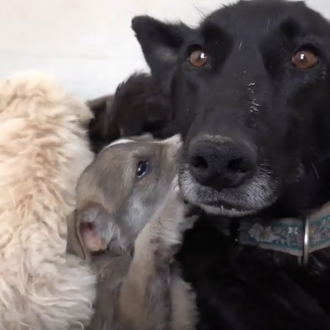 La realidad cotidiana en demasiadas protectoras y la transformación de …