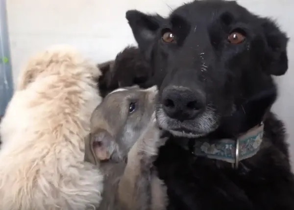 La realidad cotidiana en demasiadas protectoras y la transformación de tantos perros rescatados de la calle 