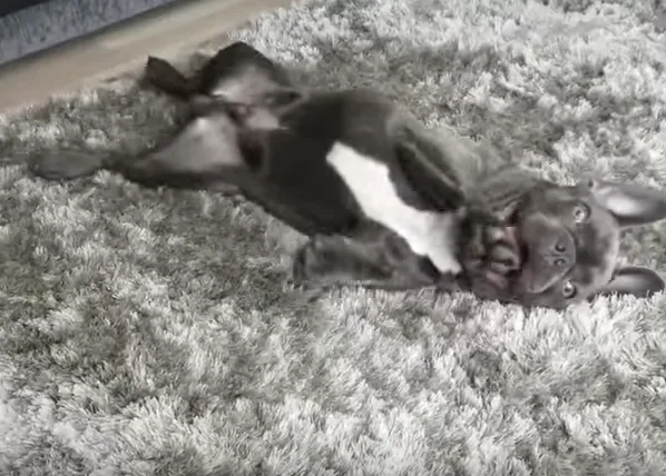 Perros que dominan el arte de hacerse los muertos con mucho (pero mucho) estilo