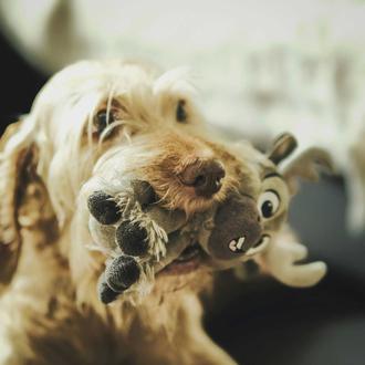 No basta con ofrecer juguetes de olor a nuestros perros …