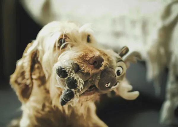 No basta con ofrecer juguetes de olor a nuestros perros: para que sean beneficiosos hay que elegir bien y rotar