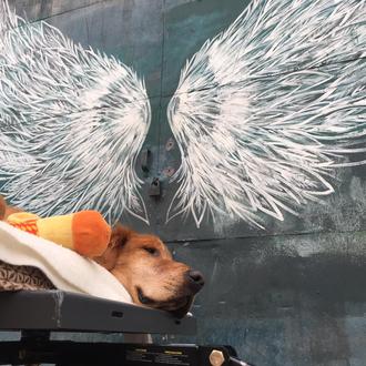 Un perro enfermo encuentra nuevas fuerzas gracias a la bondad …