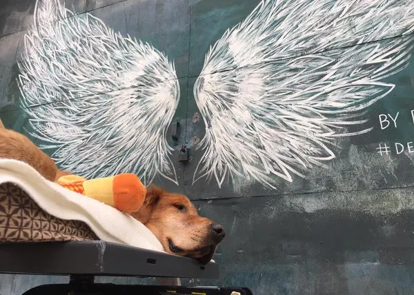 Un perro enfermo encuentra nuevas fuerzas gracias a la bondad de muchos extraños 