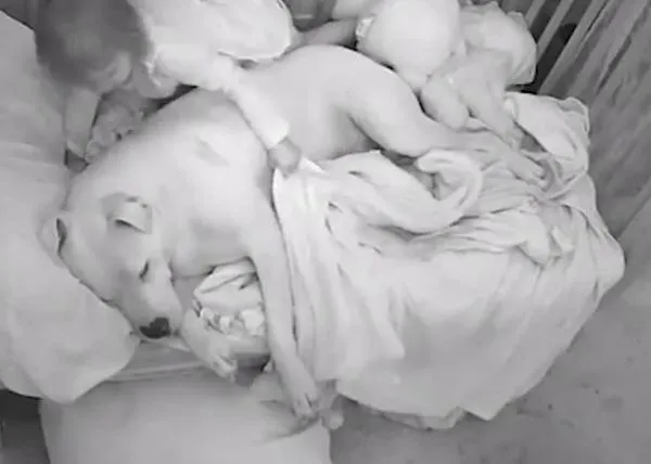 Adorables momentazos entre perros y niños captados por cámaras de seguridad