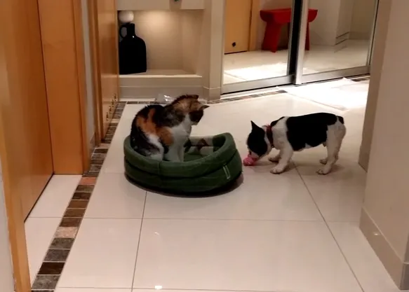 El bulldog francés y el gato, la batalla por la cama episodio II
