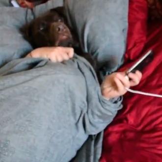 En el planeta de los perros, una mañana cualquiera, un …