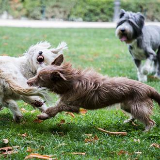 Una charla sobre mordeduras de perros con Zazie Todd, Carri …