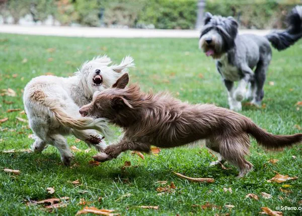 Una charla sobre mordeduras de perros con Zazie Todd, Carri Westgarth y Kristi Benson: cómo evitar riesgos, señales de alerta...