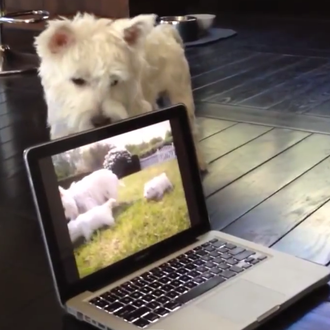 Un Westie curioso trata de entender el misterio de los …