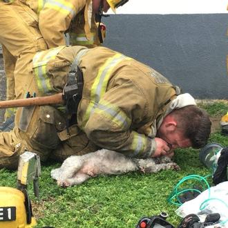 El emocionante momento en que los bomberos salvan a un …