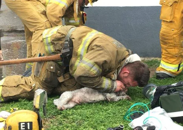El emocionante momento en que los bomberos salvan a un can tras 20 minutos inconsciente
