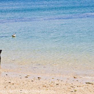 Alojamientos refrescantes para ir con perro: hoteles, casas rurales y …