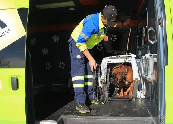 Un proyecto pionero en España ayuda a perros y gatos de personas sin familia que sufren un accidente