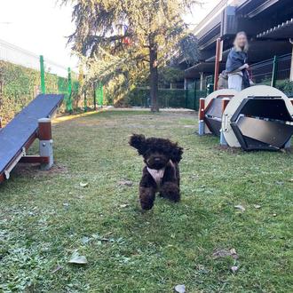 Aena inaugura un pequeño parque para perros viajeros en el …