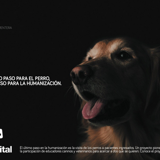 DOGSPITAL: una iniciativa pionera permite a los enfermos ingresados en …