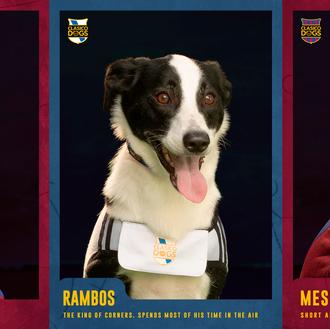 Fifigo, Dogaldo y Messy, o cómo fomentar la adopción de …