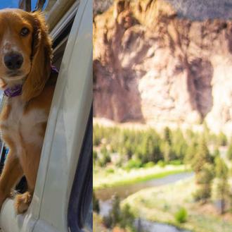 La perra con el jardín más grande del mundo: una …